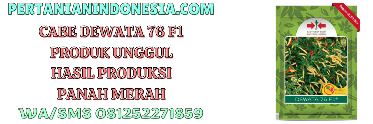 cabe,cabai,dewata 76,f1,dewata 76 f1,pertanian indonesia